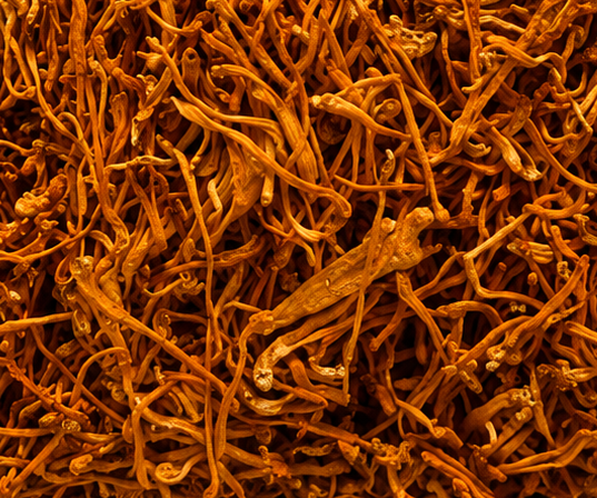 Cordyceps Militaris Dried Fruiting Bodies- 50gm