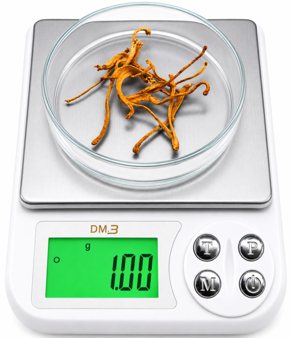 Cordyceps Militaris Dried Fruiting Bodies- 100gm